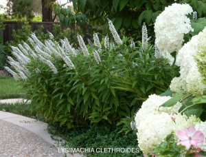 Lysimachia clethroides